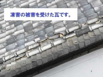 ⑦ 凍害