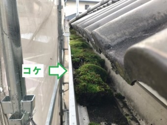 名張市 樋 コケ