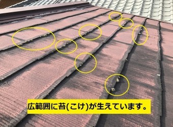 名張市 カラーベスト苔の写真