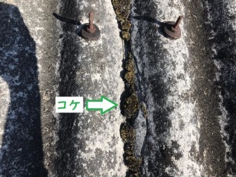 伊賀市 コケ 築40年