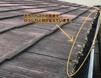 名張市 カラーベスト苔の写真②