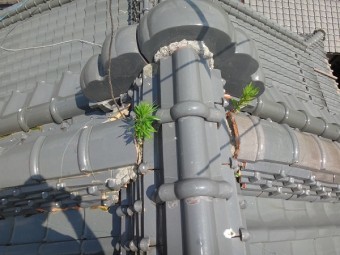 草の生えた棟