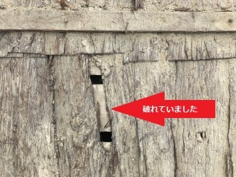 伊賀市 杉皮が破れている