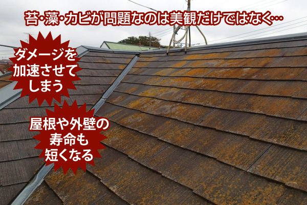 苔・藻・カビがダメージを加速させ屋根や外壁の寿命も短くなる