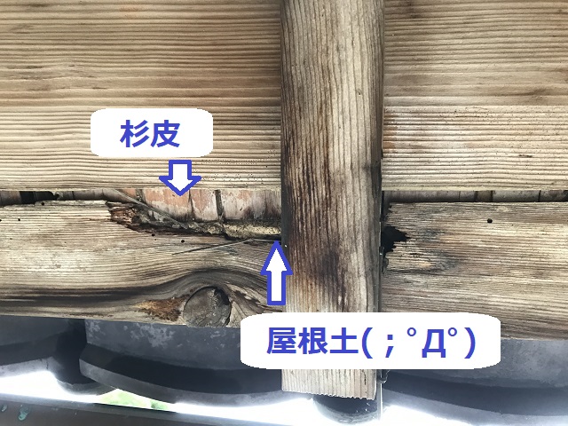 腐食部から見える杉皮